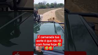 #wildlife #lion #animals #leopard #safari #peixesamazonicos #barcopesqueiro