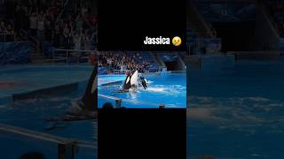 last moment of jassica | orca whale