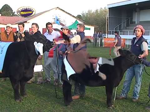 Angus Otoño 2015, Nota a Jurado  Ingeniero Mauricio Groppo