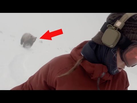 Snowboarder Girl CHASED BY BEAR - Real or Fake?