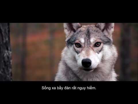 Aïlo : Une odyssée en Laponie | Aïlo : Cuộc phiêu lưu ở Laponie