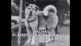 HACHIKO EL PERRO QUE NUNCA SE RINDIO