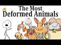 The Most Deformed Animals Humans Have Made