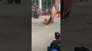 Download lagu SKILL LUAR BIASA ditunjukkan penari REOG PONOROGO ini #skillpenarireog #shortsviral #reogstnyell mp3