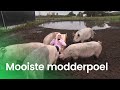De mooiSTE modderpoel van Nederland | STE