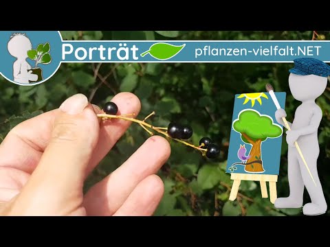 🌳🖼️ Porträt 06 - Gewöhnliche Traubenkirsche (Prunus padus) - Baum-Steckbrief (Essbar)