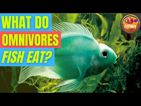 What do Omnivores fish eat? - What means of Omnivores fish?