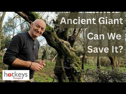 WE SAVED a 200 year old olive tree on our Portugal homestead - EP118