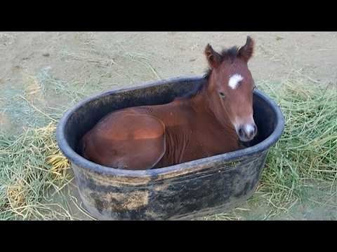 L'internet ne peut pas supporter ces vidéos d'animaux les plus drôles.