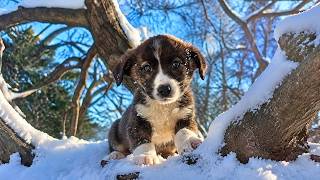 Abandoned Puppy's Heartbreaking Story Continues