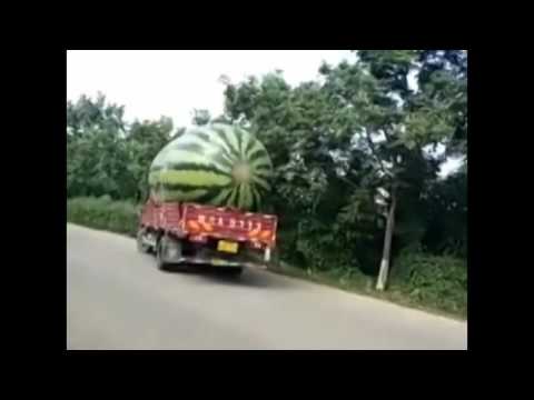 Lorry Loads Giant Watermelon -  Watermelon World's Largest - Euronews