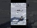 Crazy Penguin Escape From Orca ️ Orca Escape