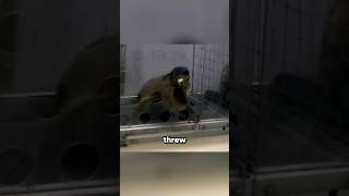 Download lagu Proof That Injustice Is Felt, Not Taught. mp3