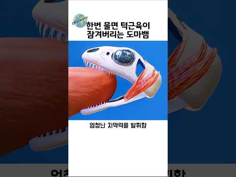 한번 물면 잠겨버리는 턱을 가진 토케이 게코