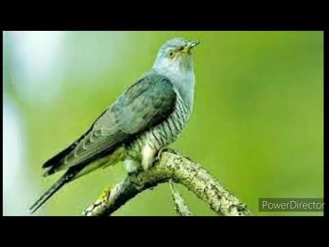 Robert Ilie -M-as face cuc in pădure