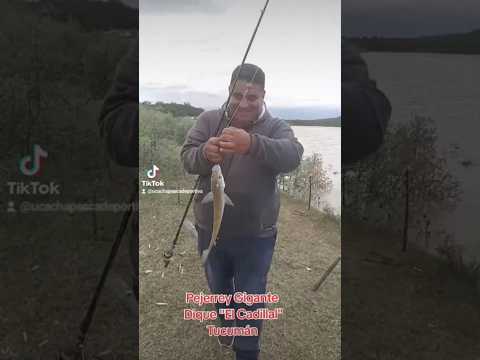 Pejerrey gigante Dique El Cadillal Tucumán #pesca #pescar #fishing #pescador #pejerrey #pejerreyes