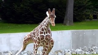 preview picture of video 'Zoo Kraków Żyrafy wolny wybieg - Giraffe free run'
