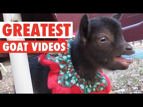 Greatest Goats || Awesome Compilation