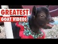 Greatest Goats || Awesome Compilation