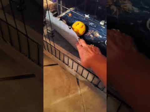 How to Set Up a Bunny Cage for Your New Baby Bunny