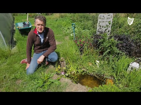 Dublin couple leave jobs to create wild nature reserve in Wicklow