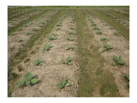 বেগুন (Brinjal) উৎপাদন প্রযুক্তি