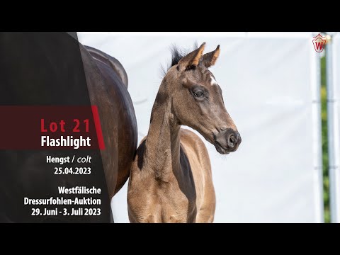 Dressurfohlen-Auktion Lot  21 Flashlight Hengst v. Fanegro - Delamanga