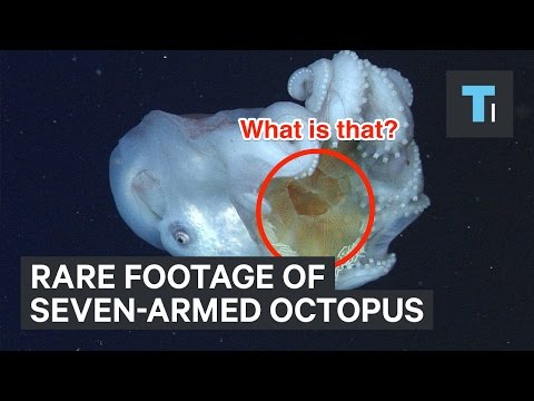 Rare footage of seven-armed octopus eating jellyfish