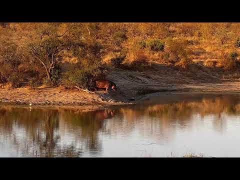 Djuma: Hippo out of the water - 16:38 - 07/21/21