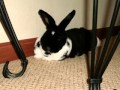 Rabbit S Life 2003 2012