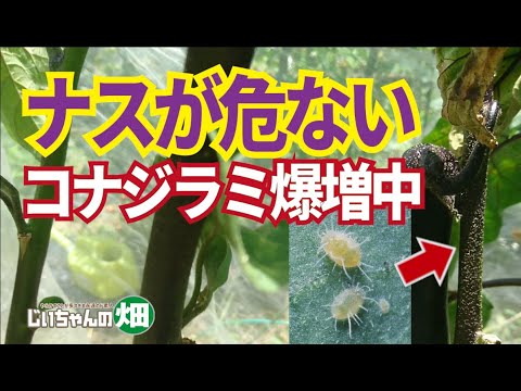 植物についたコナジラミを駆除するにはどうすればよいですか?どの植物が最も影響を受けますか?  庭園