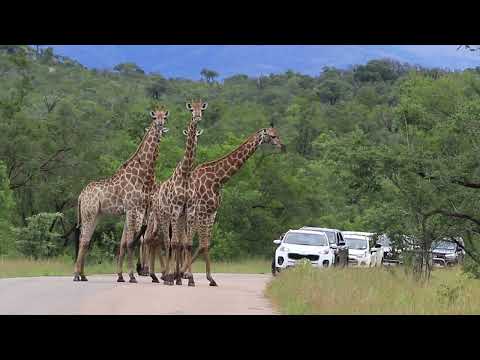 This Is Not Your Everyday Kruger National Park Wildlfe Roadblock