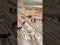 This Dog Hunts Like a Soldier#dog #wildboar #farmguardian