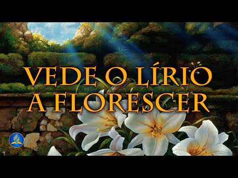 Vede O Lírio A Florescer - Hinário Adventista
