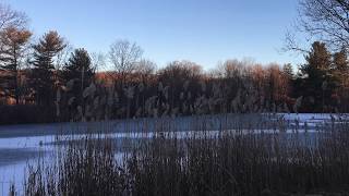 Link Wray - Black River Swamp (cover by Tom Bone Jenkins)