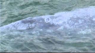 preview picture of video 'Grey whale swims in fresh water river  Klamath River'