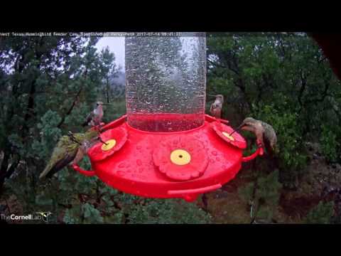 Juvenile Male Lucifer Hummingbird on the West Texas Hummingbird Cam, Sponsored by Perky-Pet