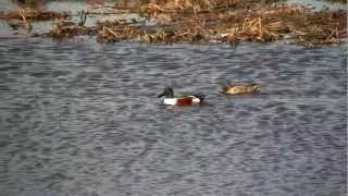 preview picture of video 'Northern Shovelers, Forsythe National Wildlife Refuge - HD Video'