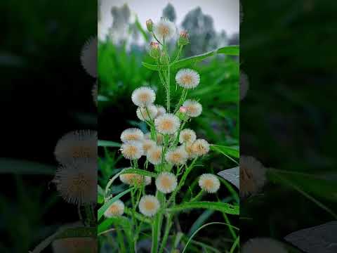 Photography+beauty #nature #flower #shorts