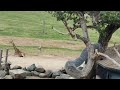 San Diego Zoo Safari Full Video