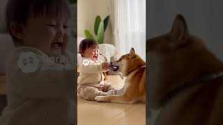 柴犬と遊ぶ赤ちゃん！