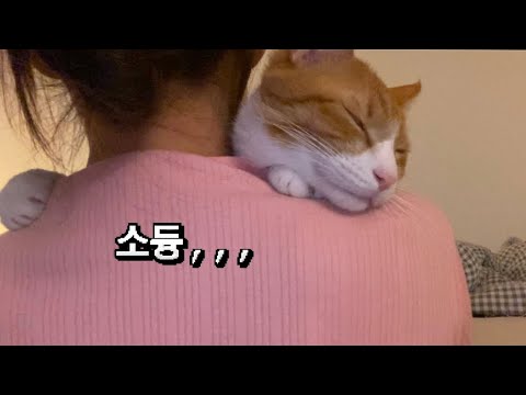 자기가 아기인 줄 아는 고양이