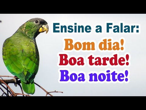 Frases para ensinar papagaio a falar! Ensine seu papagaio a falar! Treinamento de papagaio
