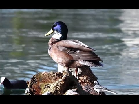 NEW 11 HOURS of 4K Underwater Wonders + Relaxing Music   Coral Reefs & Colorful Sea Life in UHD