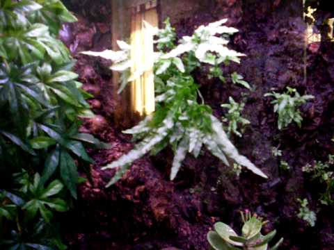 48 gal bow front terrarium