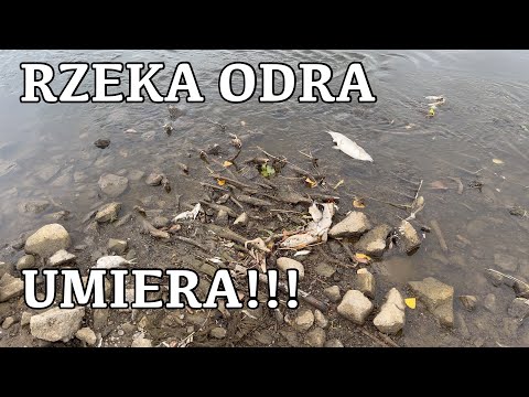Rzeka Odra umiera!!!
