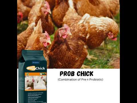 Probchick Powder-Aniamor-Per-Per biotic Powder-1kg