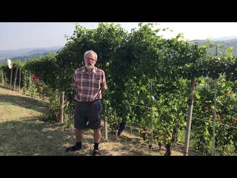 Arneis and Nebbiolo grapes- Visiting Italy's much-respected Piedmont wine region