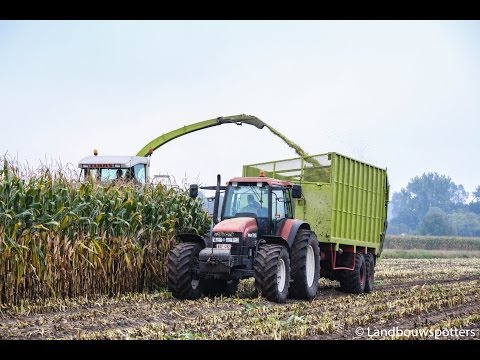 Claas Jaguar 860 mais hakselen 2013 - Van De Voorde-Martens uit Oosteeklo
