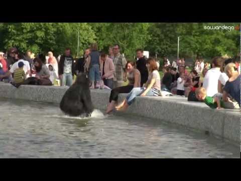 Goryl ucieka z Zoo